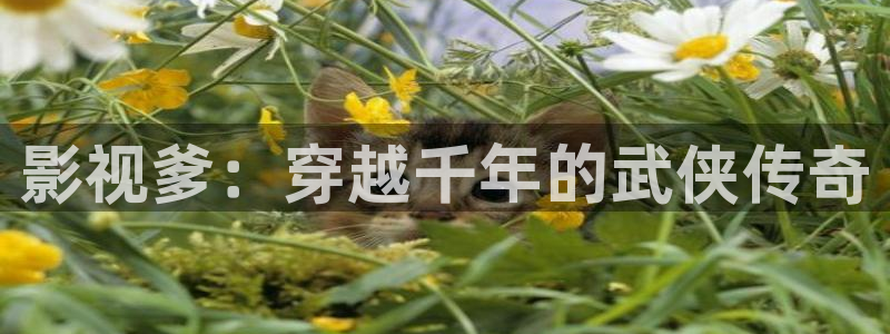 下载宅男视频：影视爹：穿越千年的武侠传奇